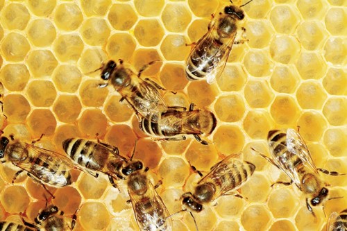 apiculturegd